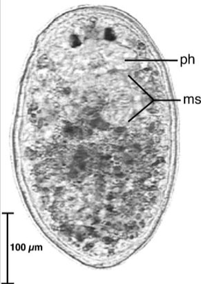 Cephalopharynx cannoni