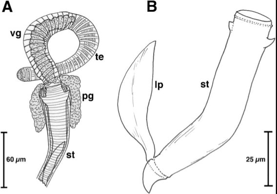 Cephalopharynx cannoni