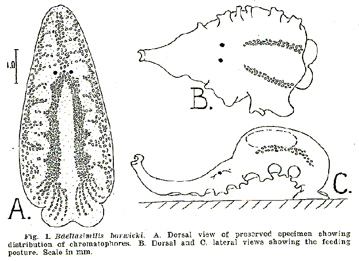 Bdellasimilis barwicki