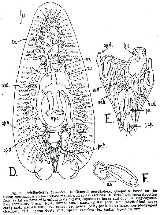 Bdellasimilis barwicki