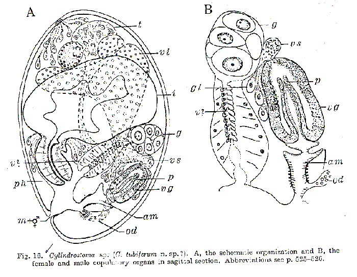 Cylindrostoma tubiferum