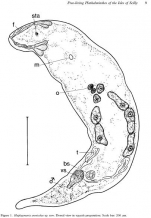 Haplogonaria arenicolae