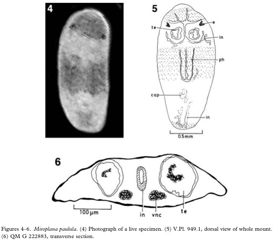 Miroplana paulula