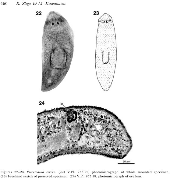 Procerodella cervix