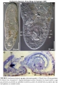 Acoelomorpha (acoelomorphs)