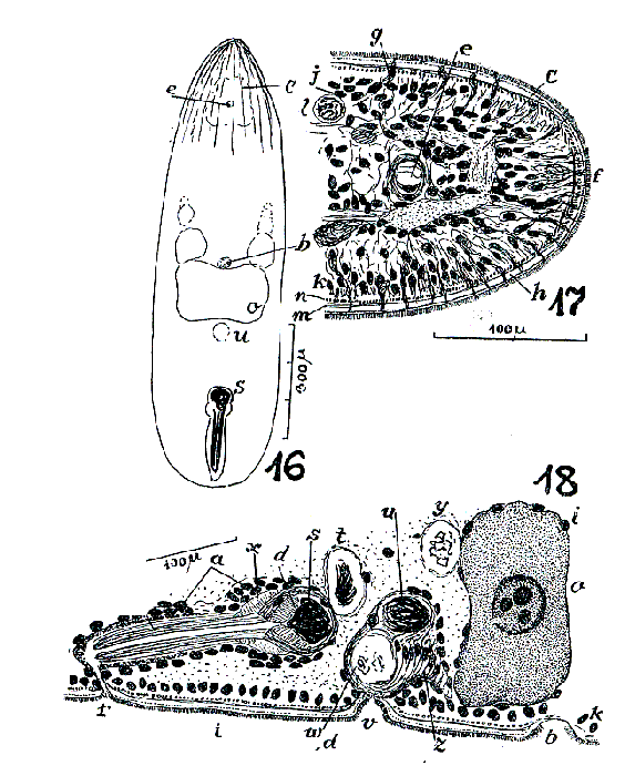 Paraphanostoma westbladi