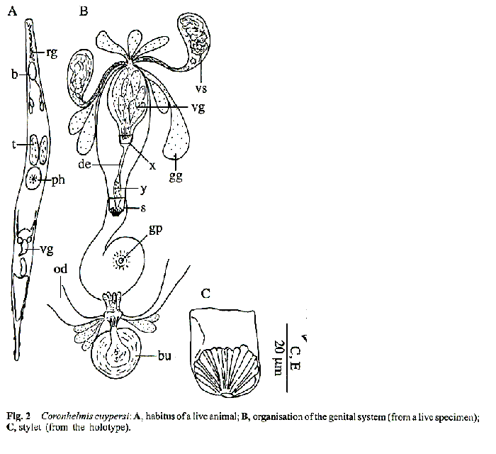 Coronhelmis cuypersi