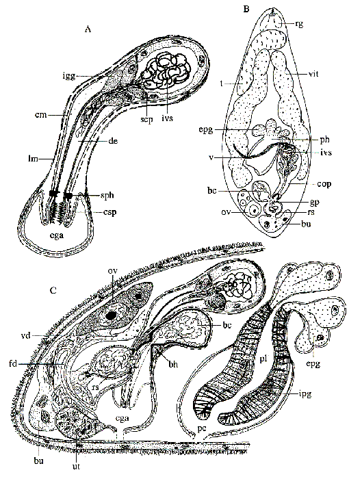 Austradenopharynx reynaertsi