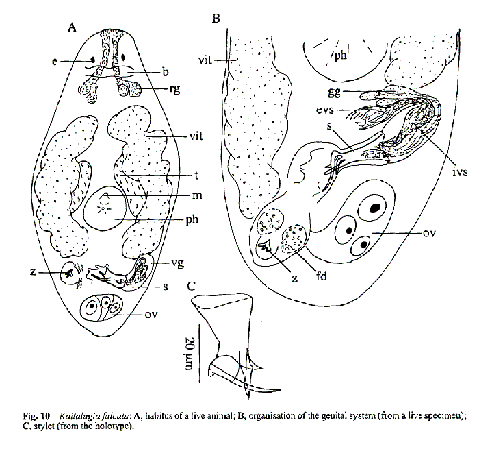 Kaitalugia falcata