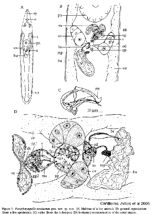 Parapharyngiella involucrum