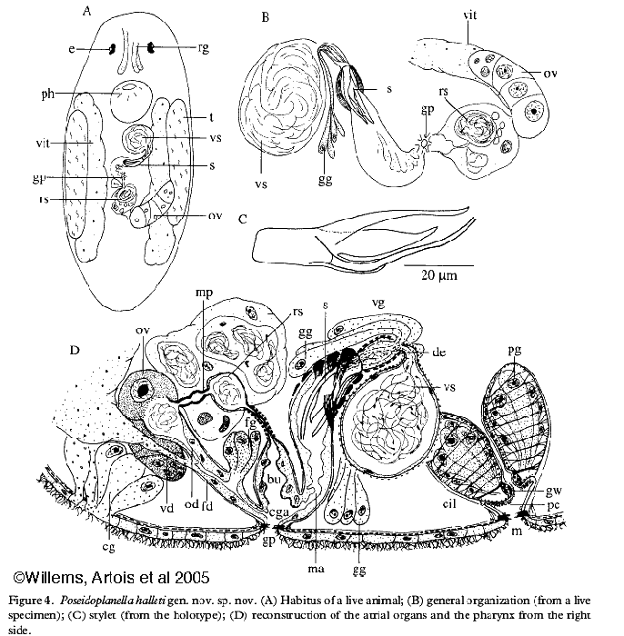 Poseidoplanella halleti