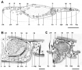 Acoelomorpha (acoelomorphs)