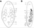 Acoelomorpha (acoelomorphs)