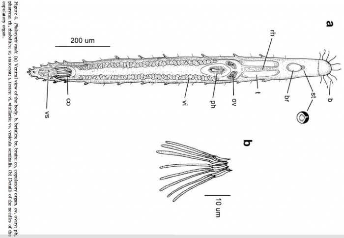 Philosyrtis rauli