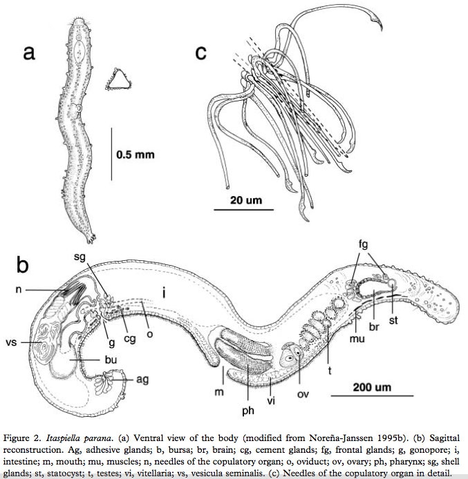 Itaspiella parana