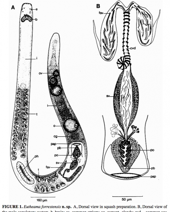 Theama forrestensis