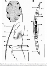 Munseoma maculata