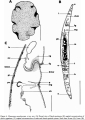 Platyhelminthes (flatworms)