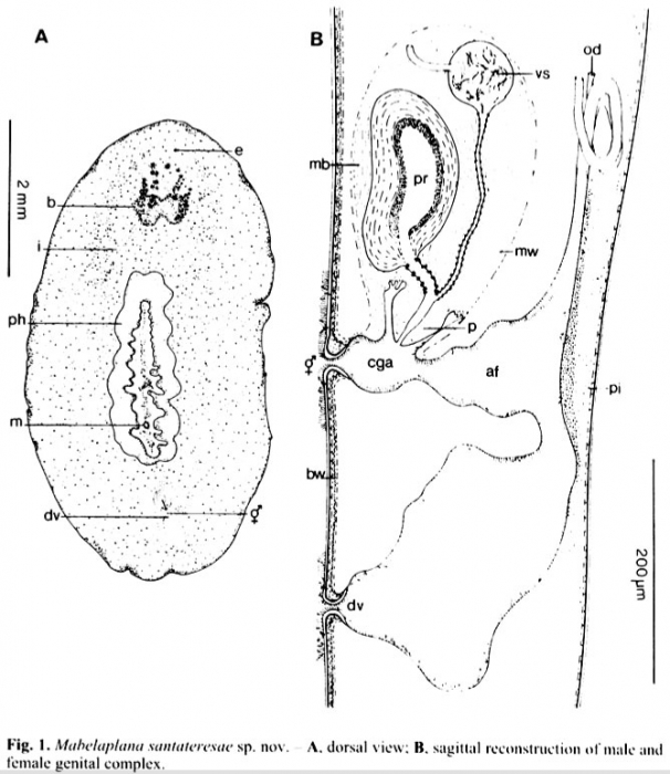 Mabelaplana santateresae