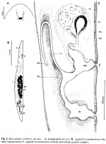 Barcoplana rochensis