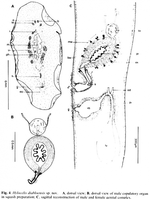 Hylocelis diabloensis