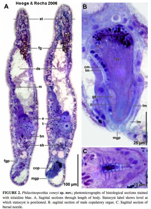 Philactinoposthia coneyi