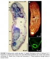 Acoelomorpha (acoelomorphs)