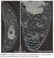 Acoelomorpha (acoelomorphs)