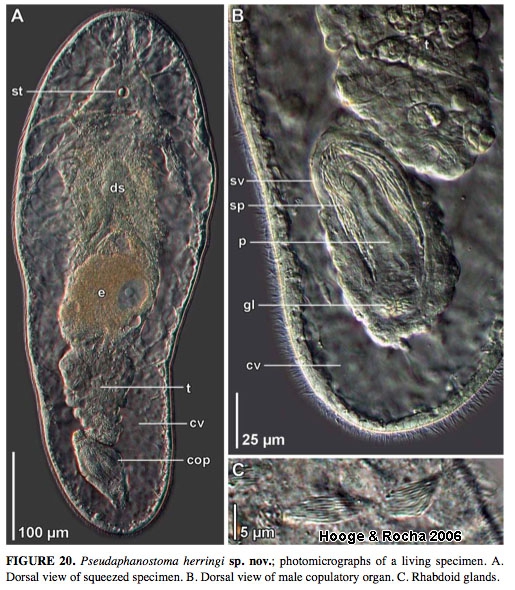 Pseudaphanostoma herringi