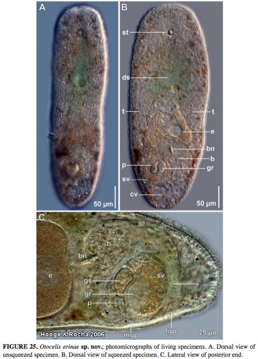 Otocelis erinae Otocelis erinae