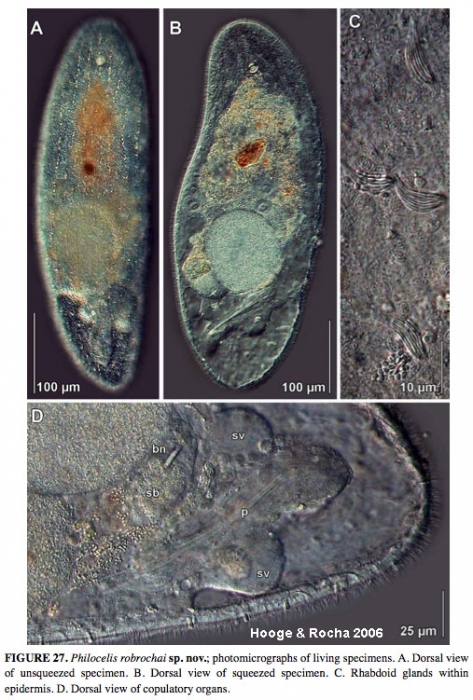 Philocelis robrochai Philocelis robrochai