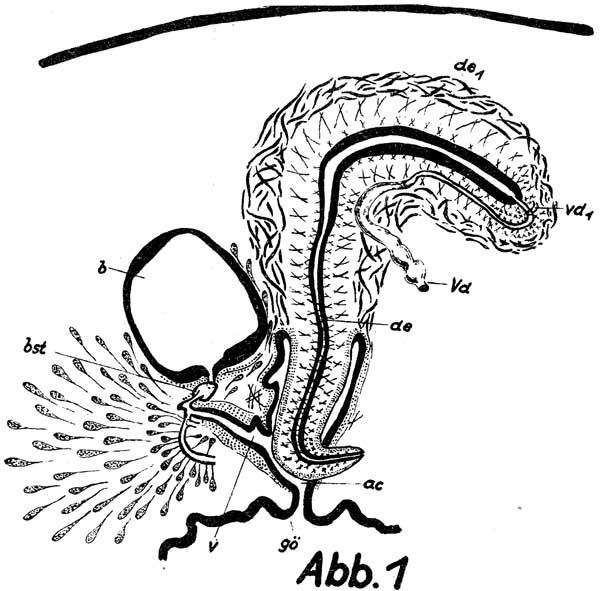 Rhynchodemus styriacus