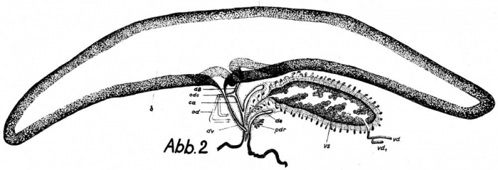 Artiocotylus fuscus