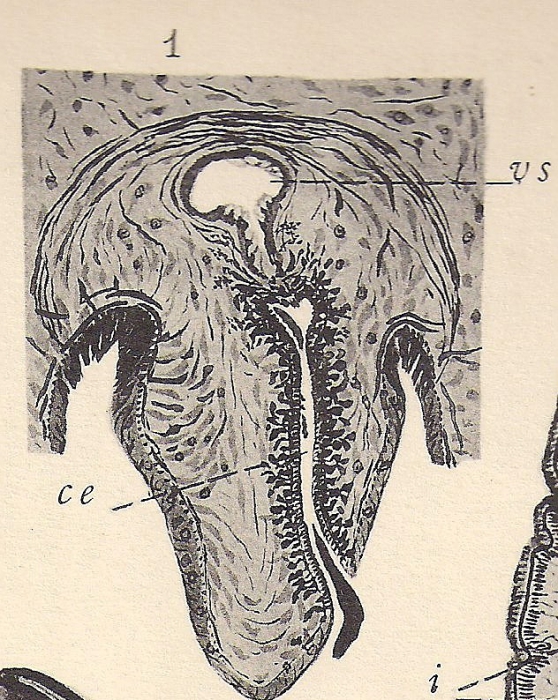 Planaria jeanneli