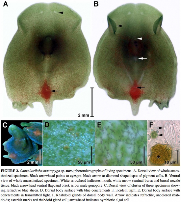 Convolutriloba macropyga Convolutriloba macropyga