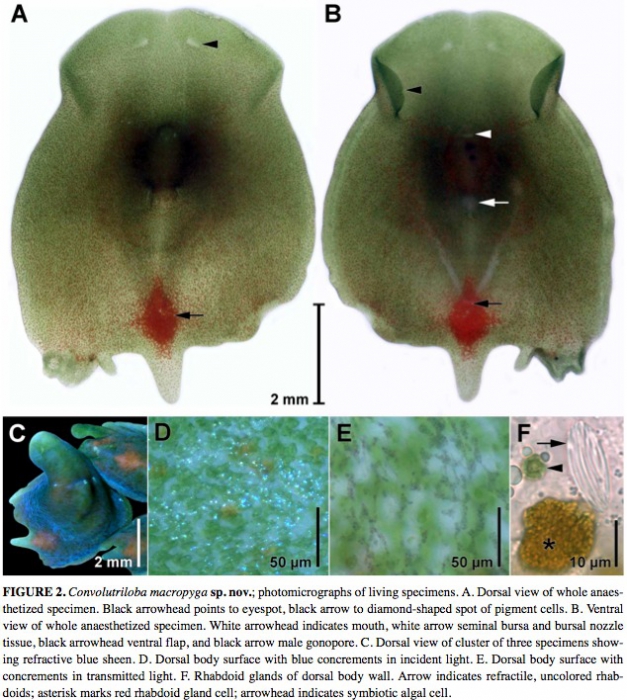 Convolutriloba macropyga