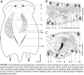 Acoelomorpha (acoelomorphs)