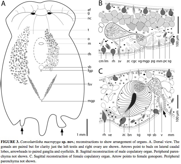 Convolutriloba macropyga Convolutriloba macropyga