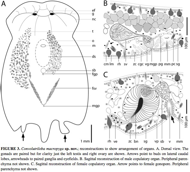 Convolutriloba macropyga