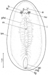 Paraprostatum echinolittorinae