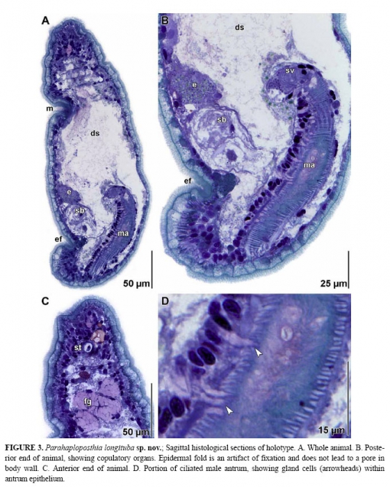 Parahaploposthia longituba