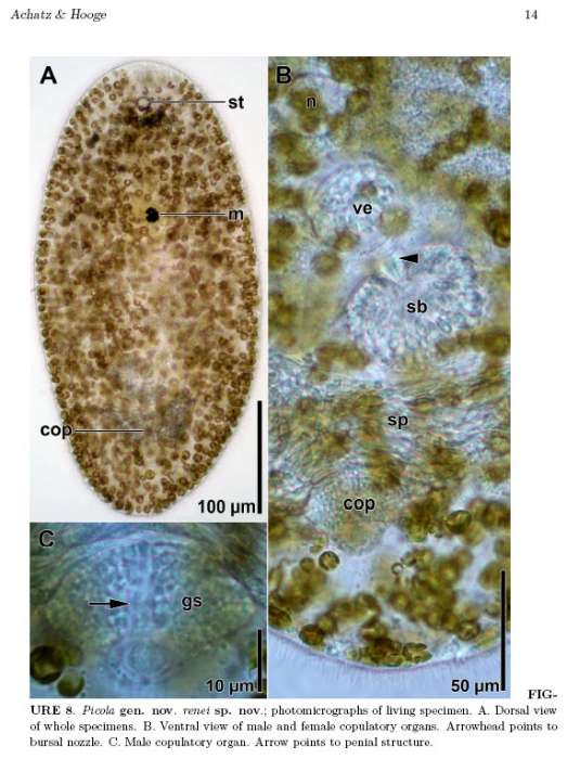 Deuterogonaria renei Deuterogonaria renei