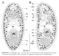 Acoelomorpha (acoelomorphs)