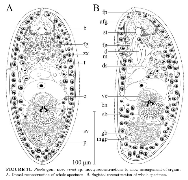 Deuterogonaria renei Deuterogonaria renei