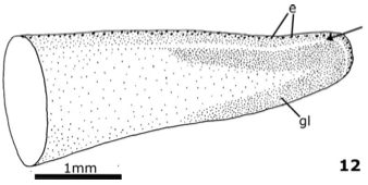 Luteostriata ceciliae