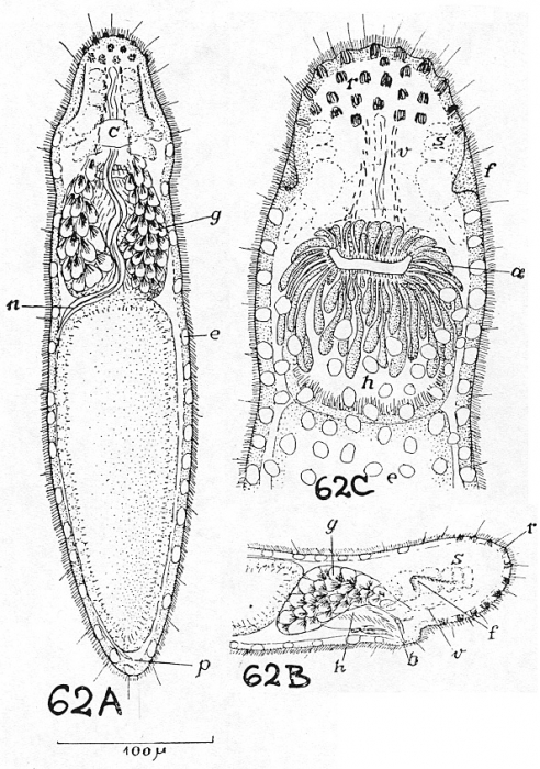 Stenostomum ventronephrium