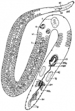 Cirrifera genitoductus