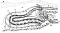 Platyhelminthes (flatworms)