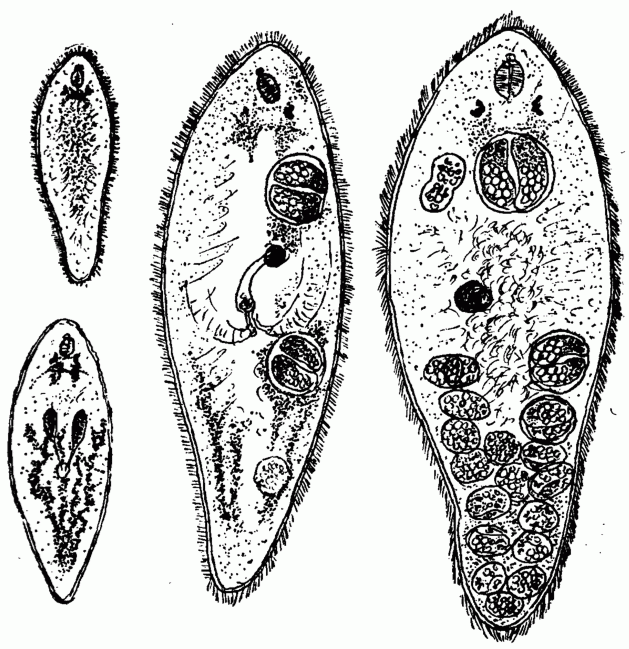 Paravortex nicolli