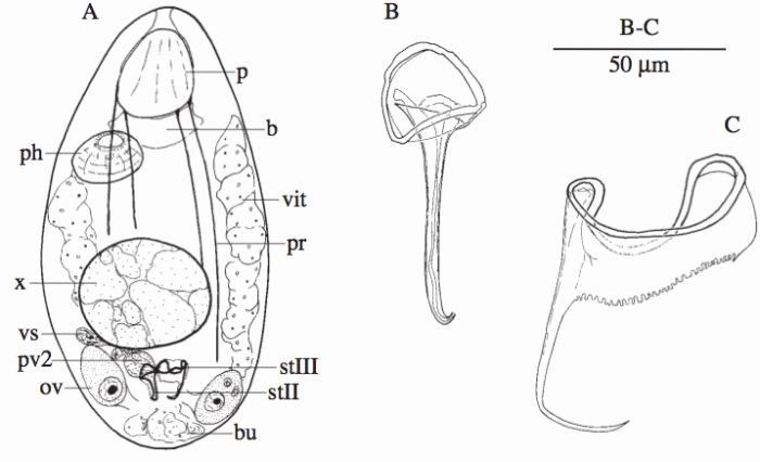 Austrorhynchus artoisi